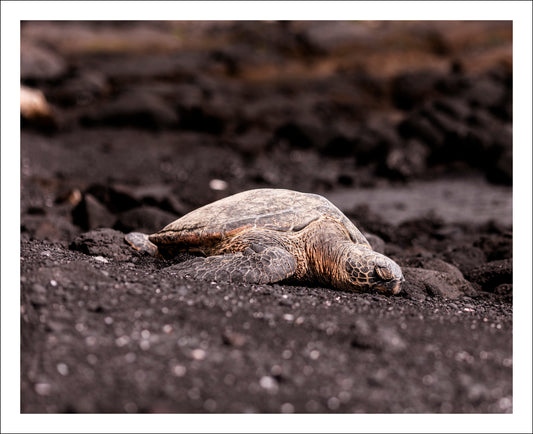 Black Sands Beach Sea Turtle
