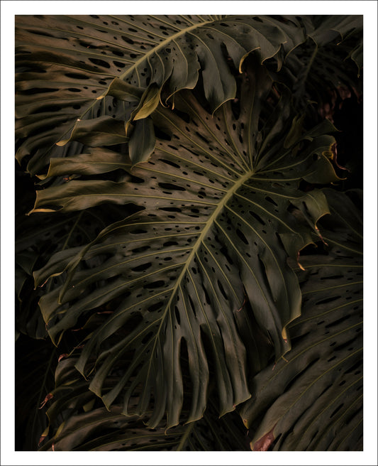 Monstera Plant in Hawaii
