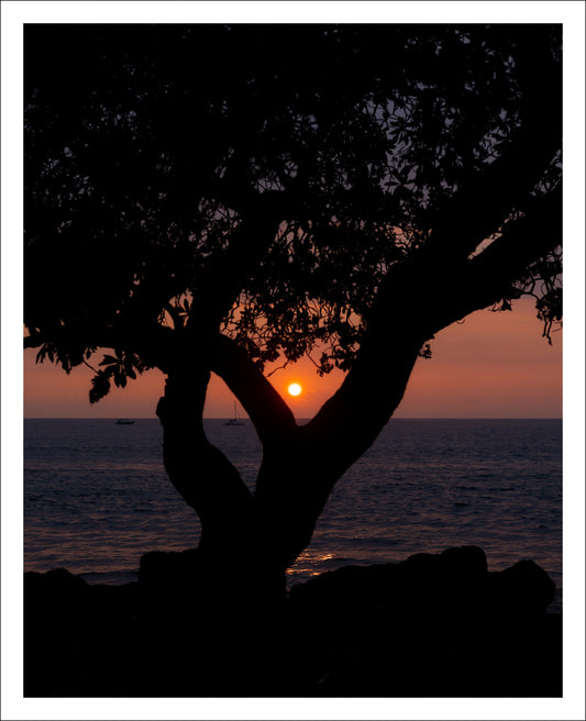 Hawaiian Sunset Through The Trees